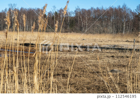Tranquil Landscape of Dry Grassland and Distant Forest. 112546195