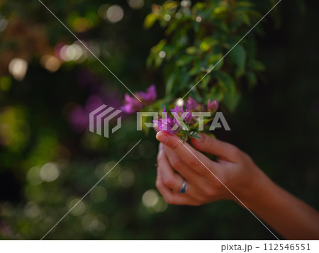 female hand delicately holds bougainvillea flowers, adding vibrant and graceful presence to natural surroundings. The flower's bright colors are beautiful contrast to park's lush greenery. female hand delicately holds bougainvillea flowers, adding vibrant and graceful presence to natural surroundings. The flower's bright colors are beautiful contrast to park's lush greenery. 112546551