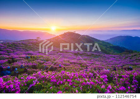 Morning and spring view of pink azalea flowers at Hwangmaesan Mountain with the background of sunlight and foggy mountain range near Hapcheon-gun, South Korea. Morning and spring view of pink azalea flowers at Hwangmaesan Mountain with the background of sunlight and foggy mountain range near Hapcheon-gun, South Korea. 112546754