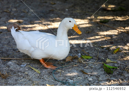 The white duck in summer at farm thailand The white duck in summer at farm thailand 112546932