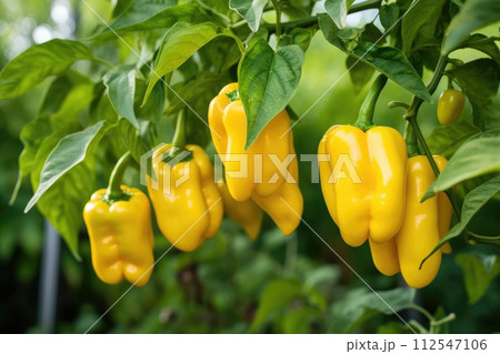 Yellow peppers agriculture harvesting. Generative AI 112547106