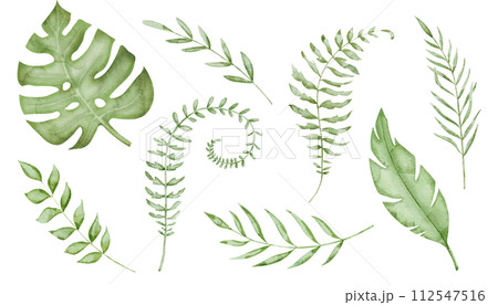 Tropical Leaves Set Watercolor clip art. Hand drawn on isolated white background. Drawing of monstera leaf and palm trees. Illustration of exotic jungle plants. Summer green branches. 112547516