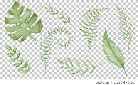 Tropical Leaves Set Watercolor clip art. Hand drawn on isolated white background. Drawing of monstera leaf and palm trees. Illustration of exotic jungle plants. Summer green branches. 112547516