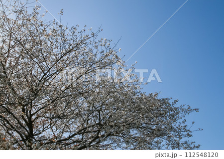 見上げる青空と桜の木 見上げる青空と桜の木 112548120