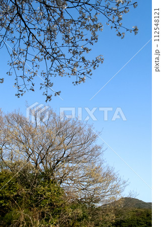 見上げる青空と桜の木 見上げる青空と桜の木 112548121