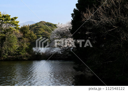 池のほとりの桜の木 池のほとりの桜の木 112548122