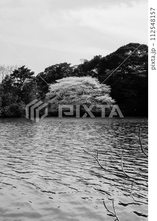 池のほとりの桜の木 池のほとりの桜の木 112548157
