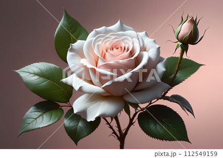 white rose on a pink background 112549159