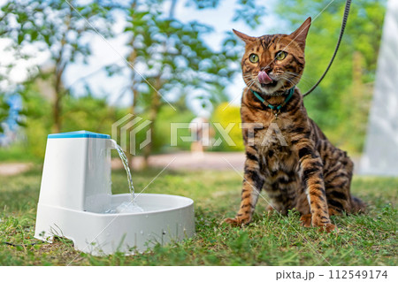 Young purebred Bengal cat near smart gadget with water fountain for cats and dogs. Electric water fountain. Pet health and welfare. Pet devices. Pet thirst. Dehydration in a cat. 112549174