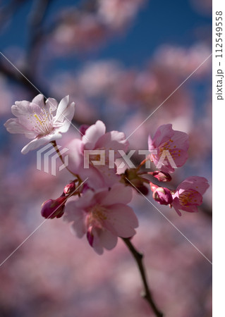 河津桜 112549558