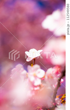 春の訪れを告げる河津桜 112549560