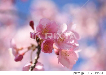 青空を背景にした河津桜 青空を背景にした河津桜 112549561