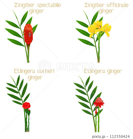 Set of ginger flowers on a white background. Set of ginger flowers on a white background. 112550424