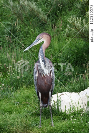Goliath heron in the nature	 112550578