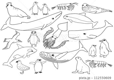Vector black white line set of animals in Antarctica. Hand drawn outline collection of whales, penguins, skua, krill, seals, porpoise. 112550609