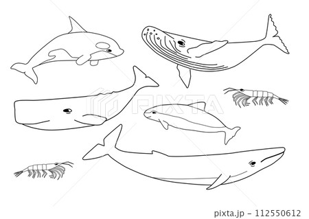 Vector black white hand drawn set of animals in Antarctica. Outline collection of blue, humpback, sperm whales, orca, krill, porpoise. 112550612