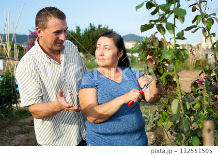 Man and woman take care of flowers in the garden together - cuts the stems of roses with pruner Man and woman take care of flowers in the garden together - cuts the stems of roses with pruner 112551505