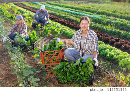 Girl works on plantation garden bed, cuts bunches of acelga and puts them in box for transportation Girl works on plantation garden bed, cuts bunches of acelga and puts them in box for transportation 112551553