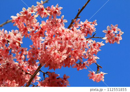 桜 さくら サクラ 112551855