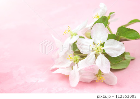 spring flowers of an apple tree on a pink background. 112552005