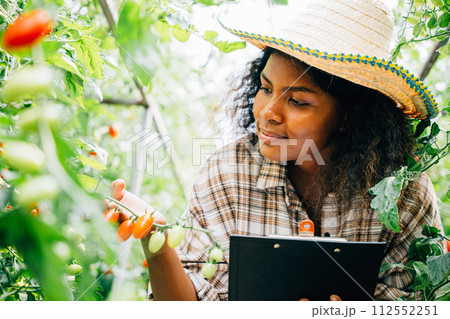 In a greenhouse a millennial agronomist adeptly juggles roles as a quality inspector and farmer examining cherry tomatoes documenting on a clipboard. Portrait of dedication to exceptional produce. In a greenhouse a millennial agronomist adeptly juggles roles as a quality inspector and farmer examining cherry tomatoes documenting on a clipboard. Portrait of dedication to exceptional produce. 112552251