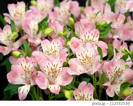 アルストロメリアの切り花 112552530