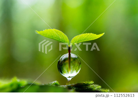 水滴と新緑の双葉 (AI生成素材) 水滴と新緑の双葉 (AI生成素材) 112552613
