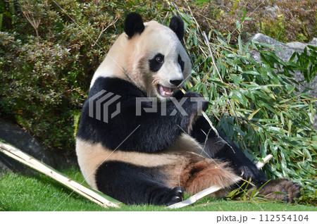 おいしそうに竹を食べる楓浜 112554104