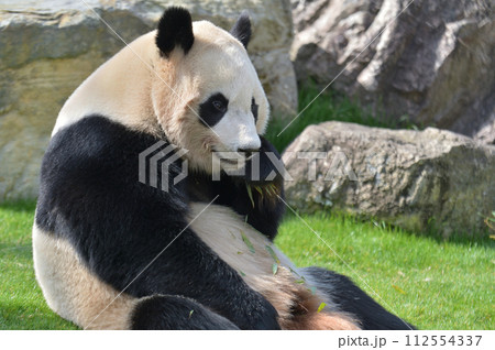 おいしそうに竹を食べる楓浜 112554337