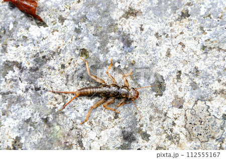 渓流釣りのエサとして使われるカワゲラ 渓流釣りのエサとして使われるカワゲラ 112555167