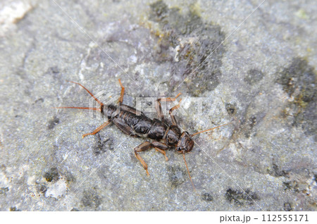 渓流釣りのエサとして使われるカワゲラ 112555171