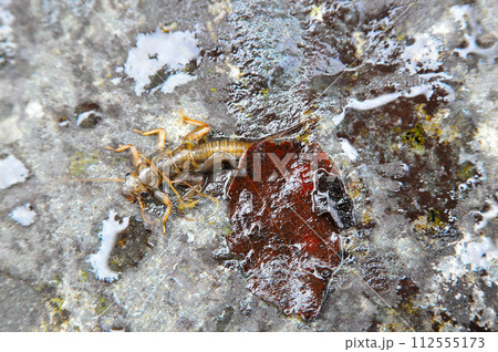 渓流釣りのエサとして使われるカワゲラ 112555173