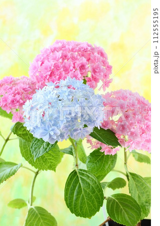 水色の万華鏡とピンク色のアジサイ 細かい八重咲の花が密集 明るい黄色系の背景 水色の万華鏡とピンク色のアジサイ 細かい八重咲の花が密集 明るい黄色系の背景 112555195