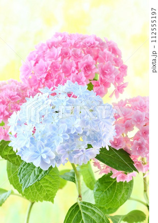 水色の万華鏡とピンク色のアジサイ　細かい八重咲の花が密集　明るい黄色系の背景 112555197