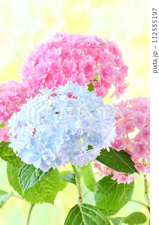 水色の万華鏡とピンク色のアジサイ 細かい八重咲の花が密集 明るい黄色系の背景 水色の万華鏡とピンク色のアジサイ 細かい八重咲の花が密集 明るい黄色系の背景 112555197