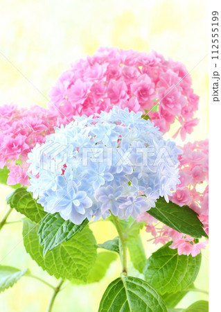 水色の万華鏡とピンク色のアジサイ 細かい八重咲の花が密集 明るい黄色系の背景 水色の万華鏡とピンク色のアジサイ 細かい八重咲の花が密集 明るい黄色系の背景 112555199