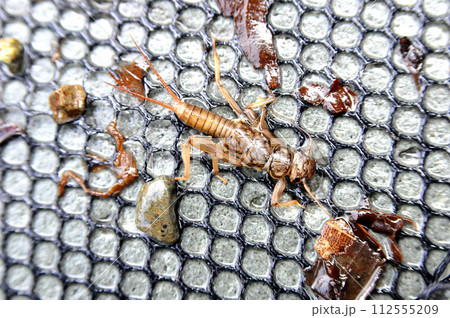 渓流釣りのエサとして使われるカワゲラ 112555209