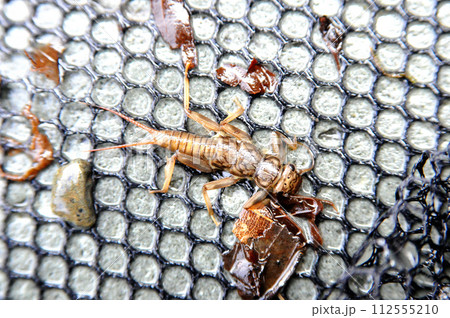 渓流釣りのエサとして使われるカワゲラ 112555210