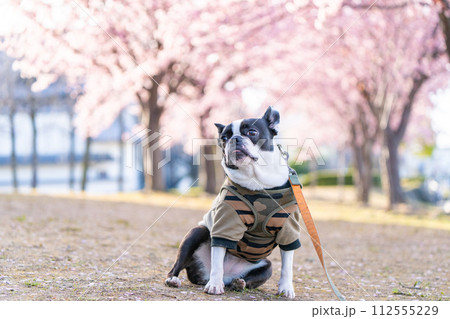 桜を背景にお座りするボストンテリア 桜を背景にお座りするボストンテリア 112555229