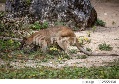 The agile wallaby, Macropus agilis also known as the sandy wallaby 112555436