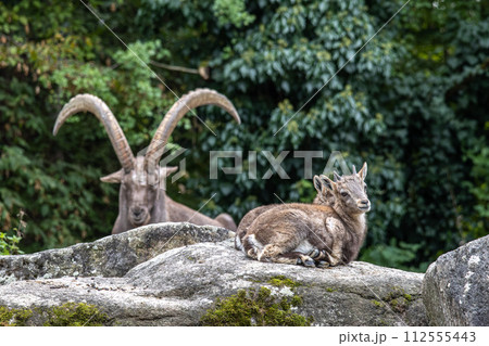 Young baby mountain ibex or capra ibex on a rock 112555443