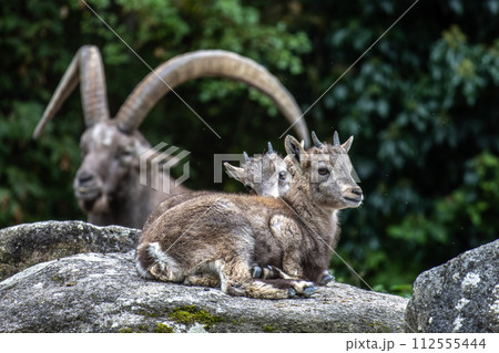 Young baby mountain ibex or capra ibex on a rock 112555444