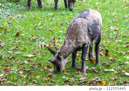 Apennine chamois, Rupicapra pyrenaica ornata, is living in Italy and Spain 112555445