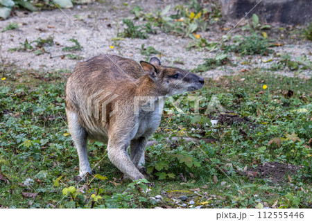 The agile wallaby, Macropus agilis also known as the sandy wallaby 112555446