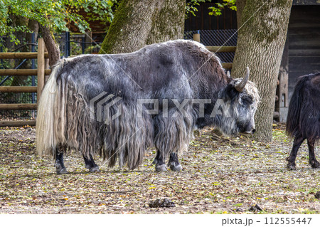 The domestic Yak, Bos mutus grunniens in a park 112555447