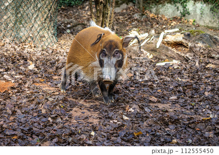Red river hog, Potamochoerus porcus, also known as the bush pig. Red river hog, Potamochoerus porcus, also known as the bush pig. 112555450
