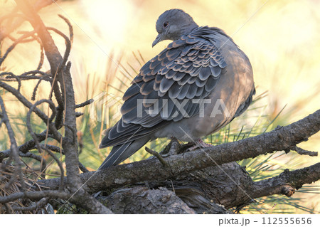 キジバト 112555656