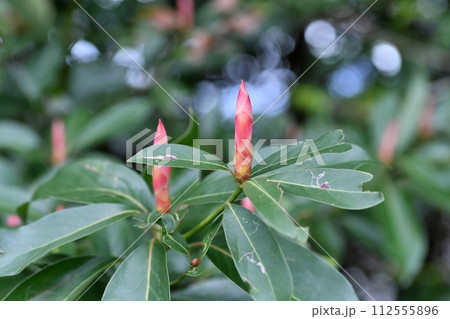タブノキの新芽 タブノキの新芽 112555896