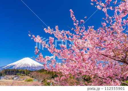 (静岡県)富士宮の棚田に咲く河津桜・富士山 (静岡県)富士宮の棚田に咲く河津桜・富士山 112555901