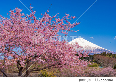 (静岡県)富士宮の棚田に咲く河津桜・富士山 (静岡県)富士宮の棚田に咲く河津桜・富士山 112555908